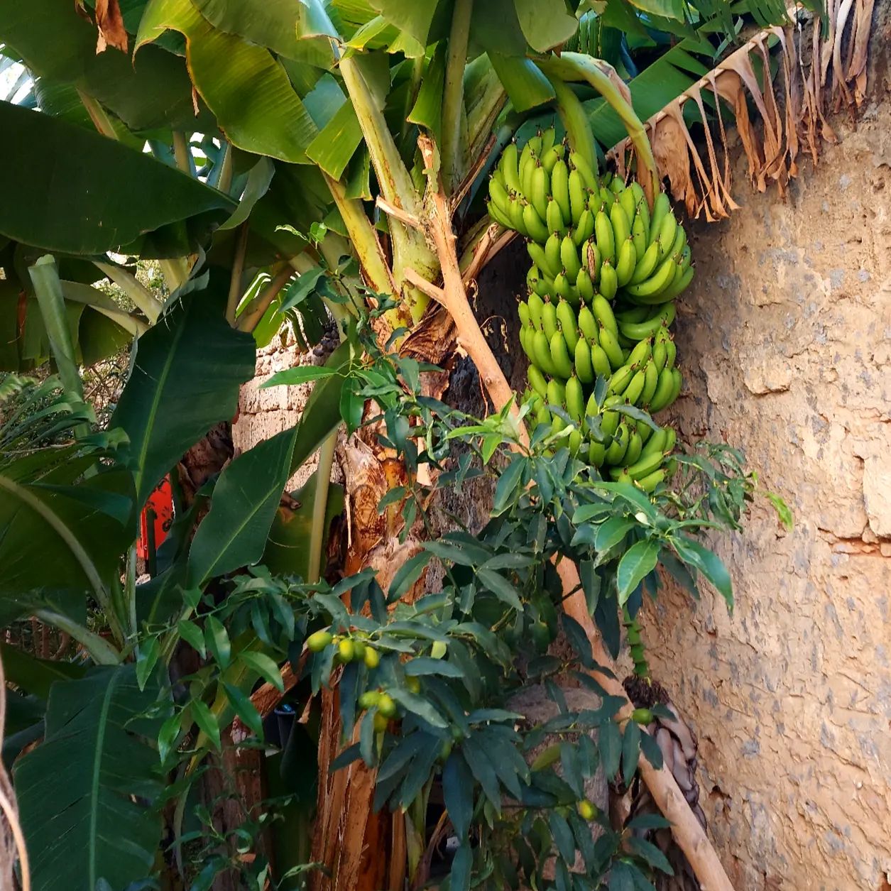 Golden Palms Guest House   Cafe